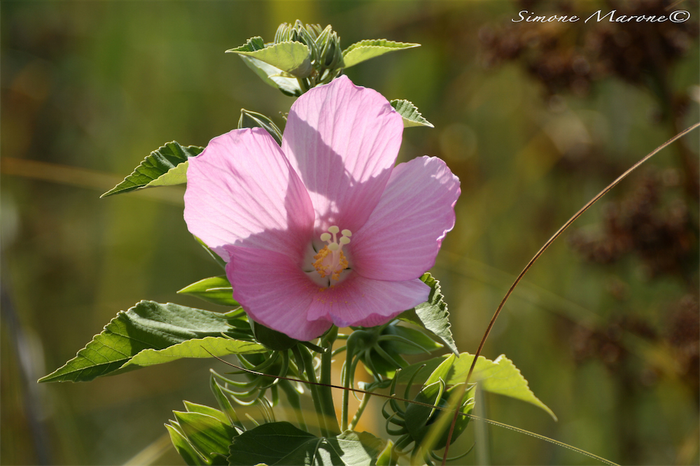 ibisco_palustre.jpg